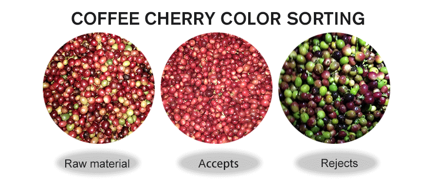 Coffee Cherry Color Sorting.png