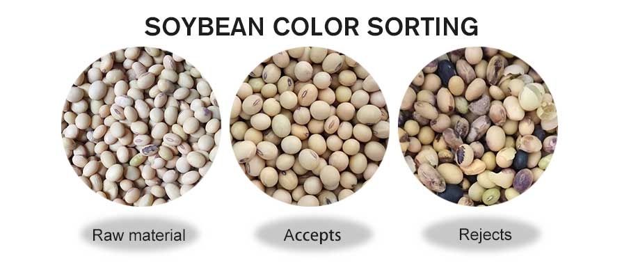 soybean color sorting.jpg