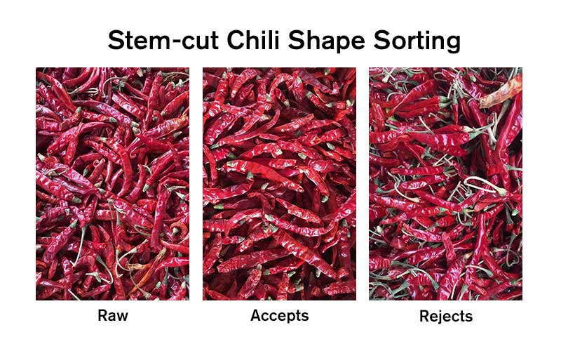 Stem-cut chili Sorting.jpg