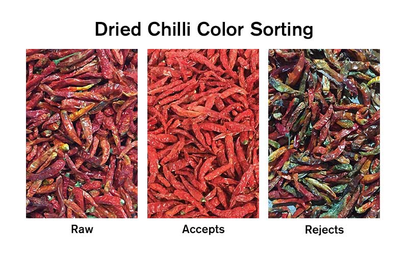 Dry Chili Sorting-2.jpg
